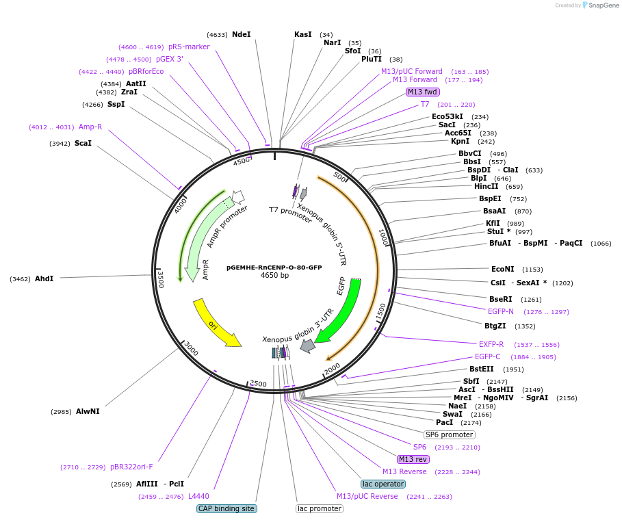 205182-plasmid-map-sequence-id-409734