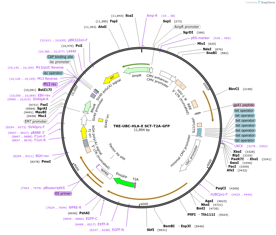 205461-plasmid-map-sequence-id-409736