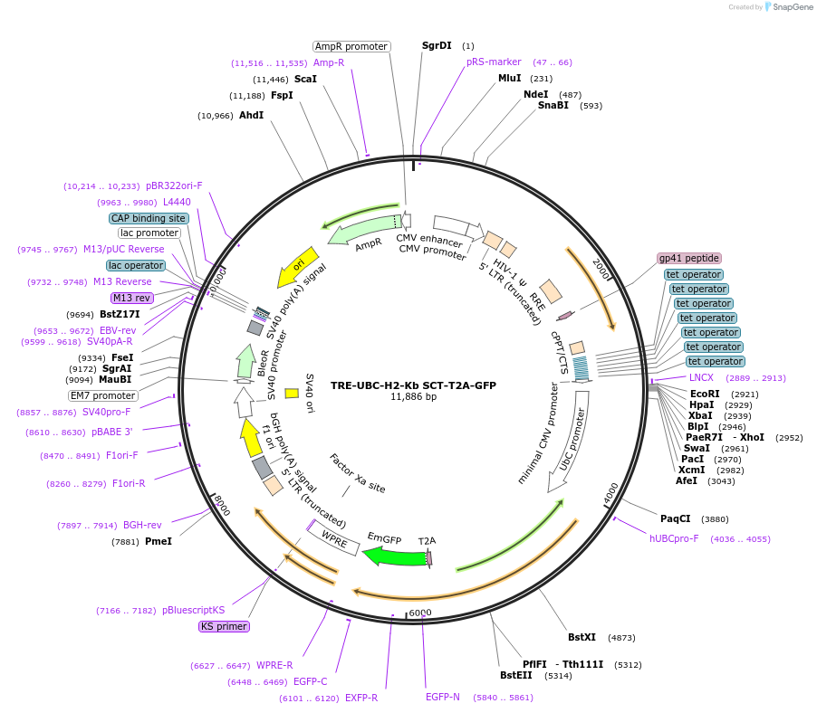 205454-plasmid-map-sequence-id-409737