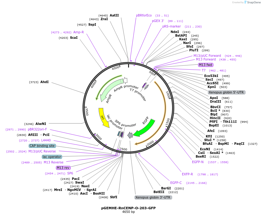 205183-plasmid-map-sequence-id-409738