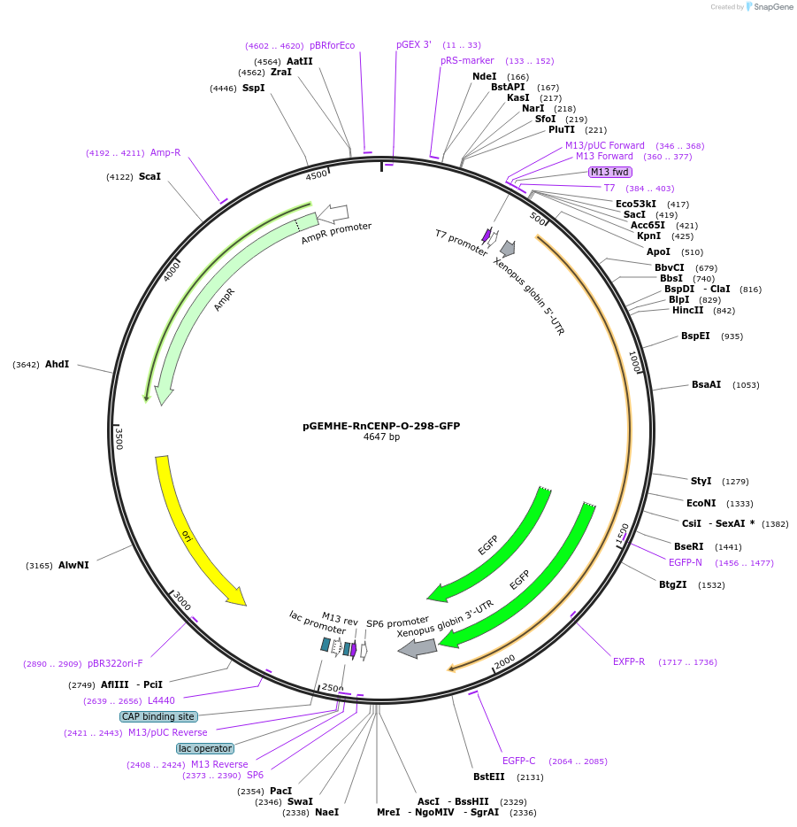 205184-plasmid-map-sequence-id-409741