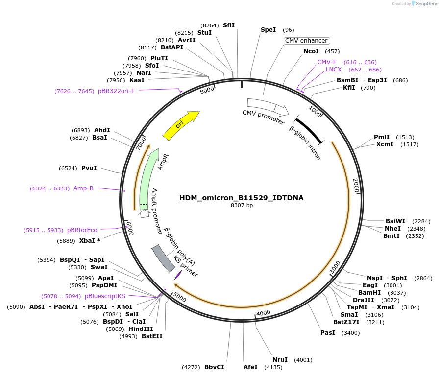 204142-plasmid-map-sequence-id-409743