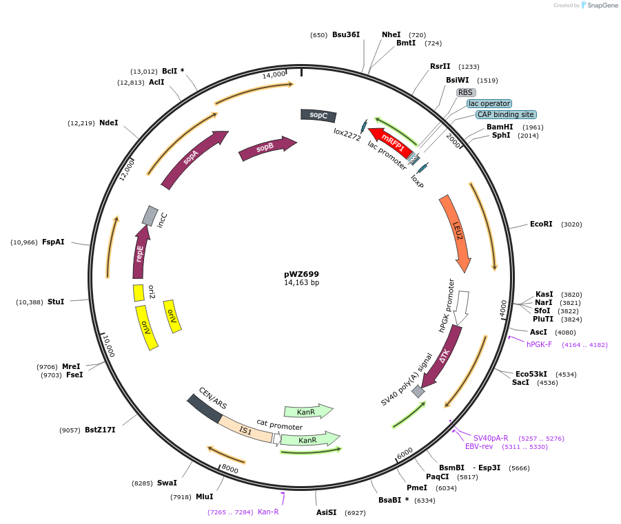 208117-plasmid-map-sequence-id-409744