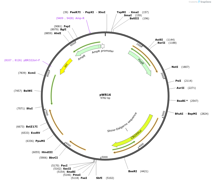 202711-plasmid-map-sequence-id-409745