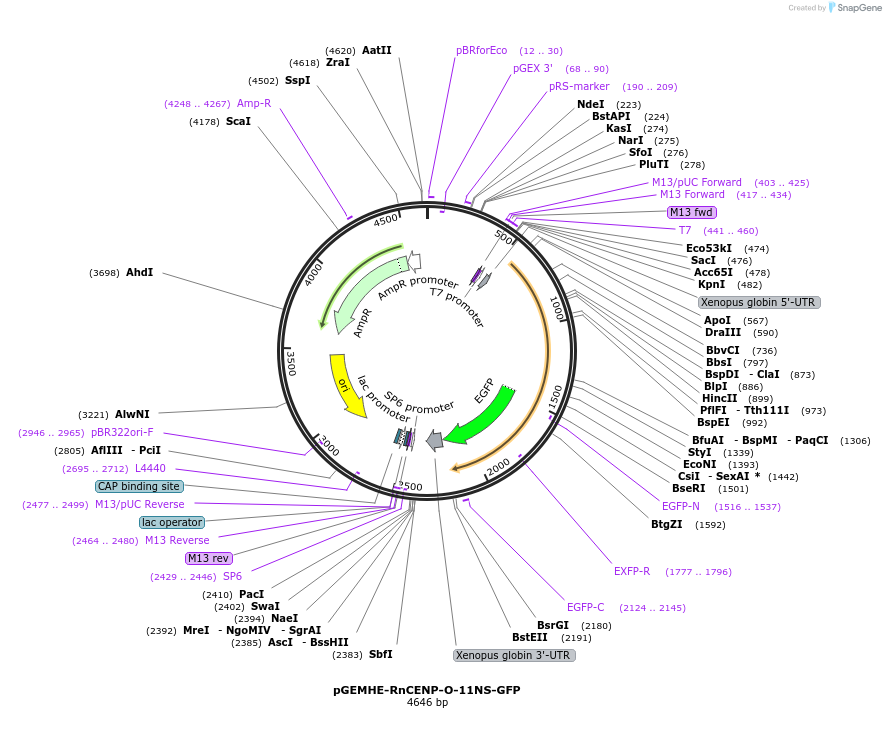 205181-plasmid-map-sequence-id-409746