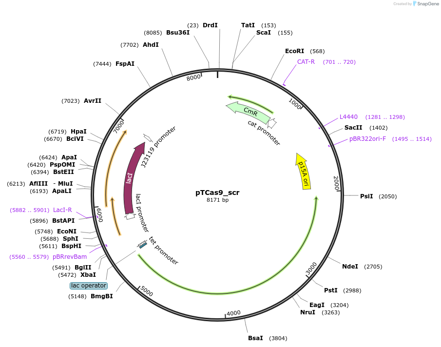 207566-plasmid-map-sequence-id-409747