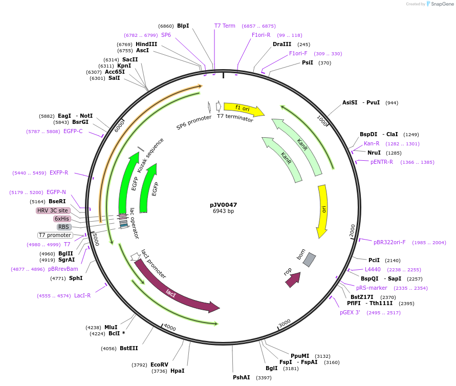205139-plasmid-map-sequence-id-409758