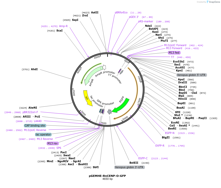 205179-plasmid-map-sequence-id-409759
