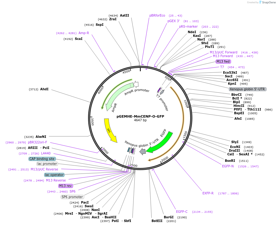 205178-plasmid-map-sequence-id-409761