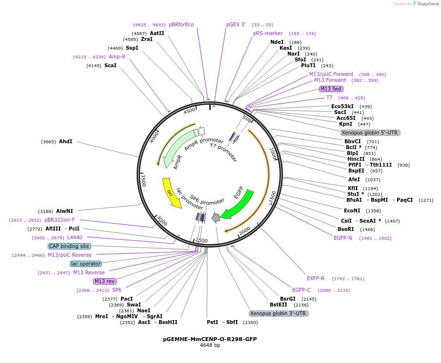 205185-plasmid-map-sequence-id-409763