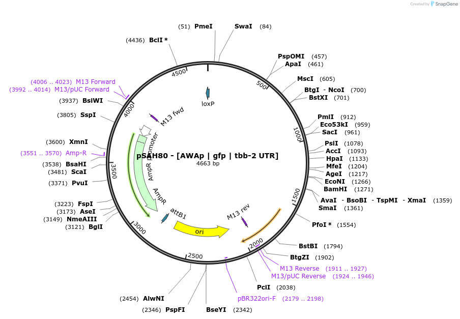 200354-plasmid-map-sequence-id-409775