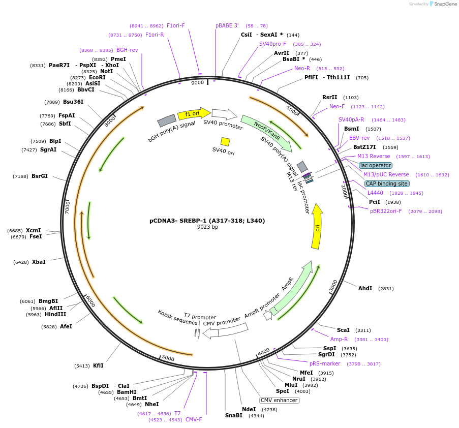 204195-plasmid-map-sequence-id-409781