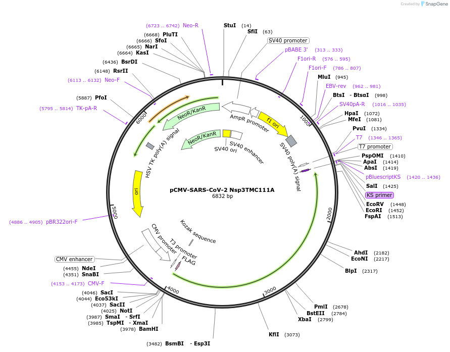 204207-plasmid-map-sequence-id-409785