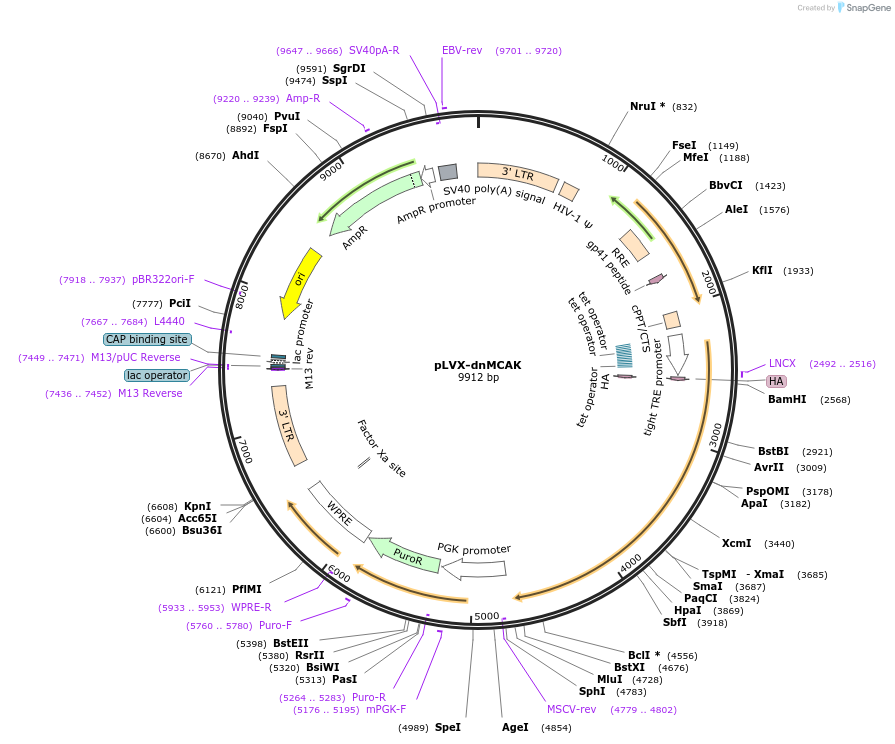 205995-plasmid-map-sequence-id-409796