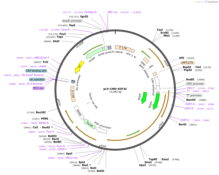 205994-plasmid-map-sequence-id-409804