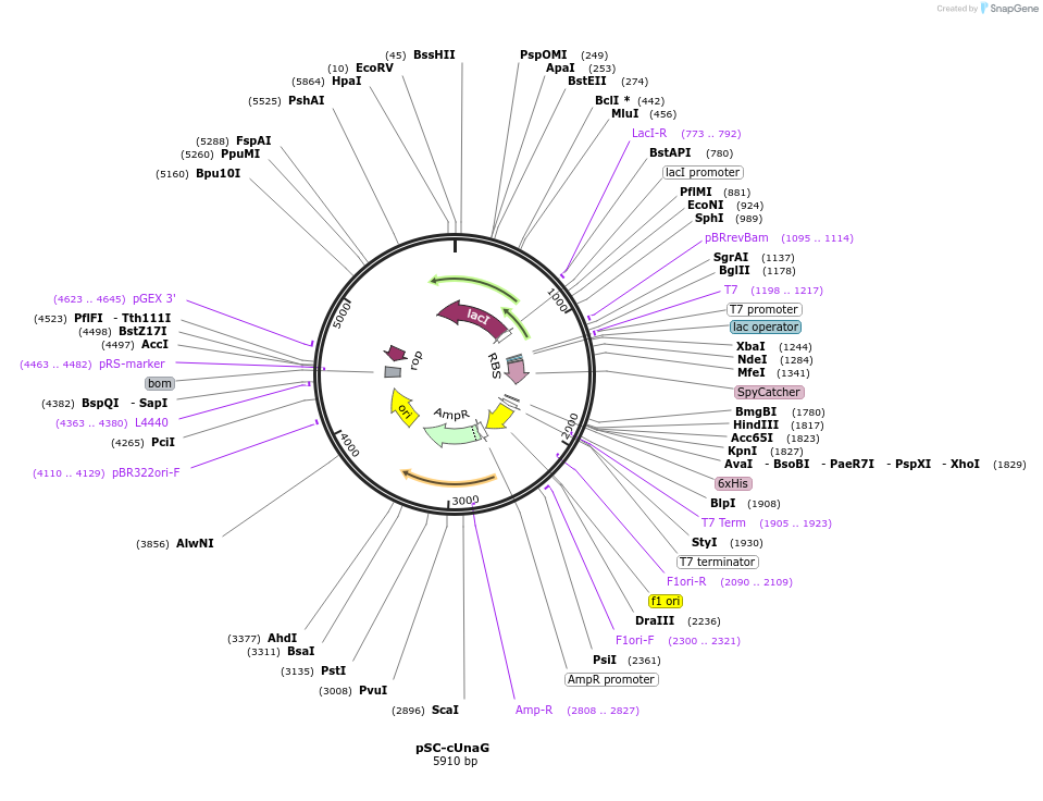 207631-plasmid-map-sequence-id-409856