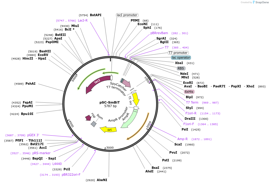 207632-plasmid-map-sequence-id-409858