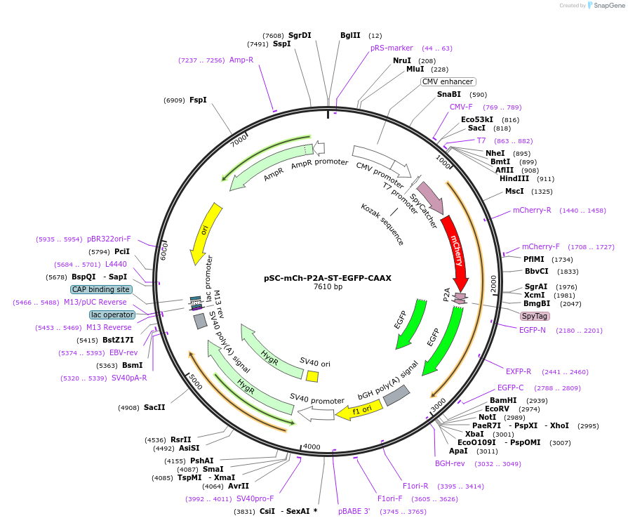 207636-plasmid-map-sequence-id-409876