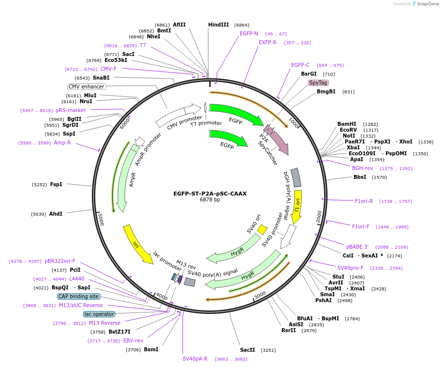 207637-plasmid-map-sequence-id-409879