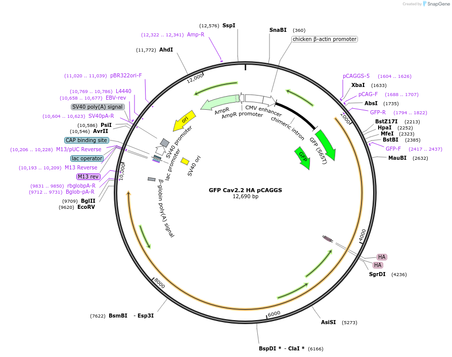 206054-plasmid-map-sequence-id-409883