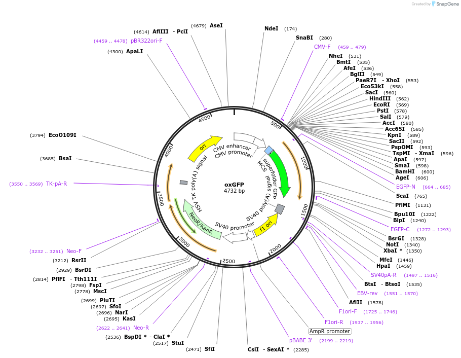 68069-plasmid-map-sequence-id-409891