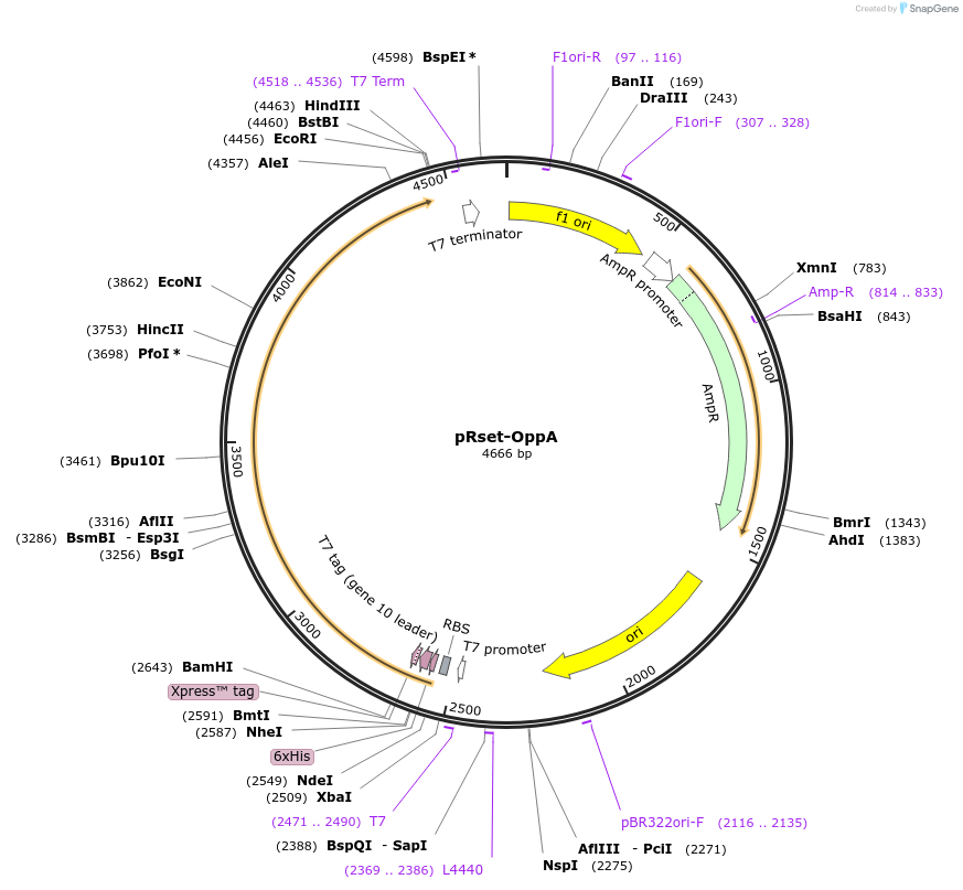 207869-plasmid-map-sequence-id-409911