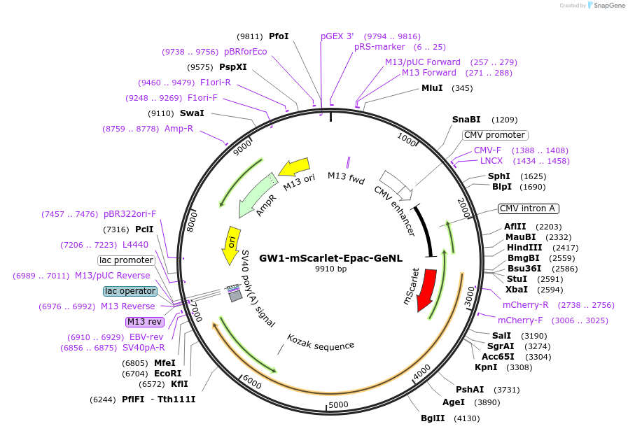 207874-plasmid-map-sequence-id-409921