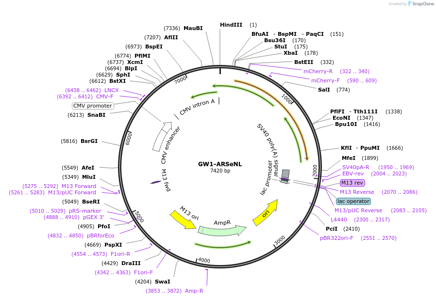 207873-plasmid-map-sequence-id-409925