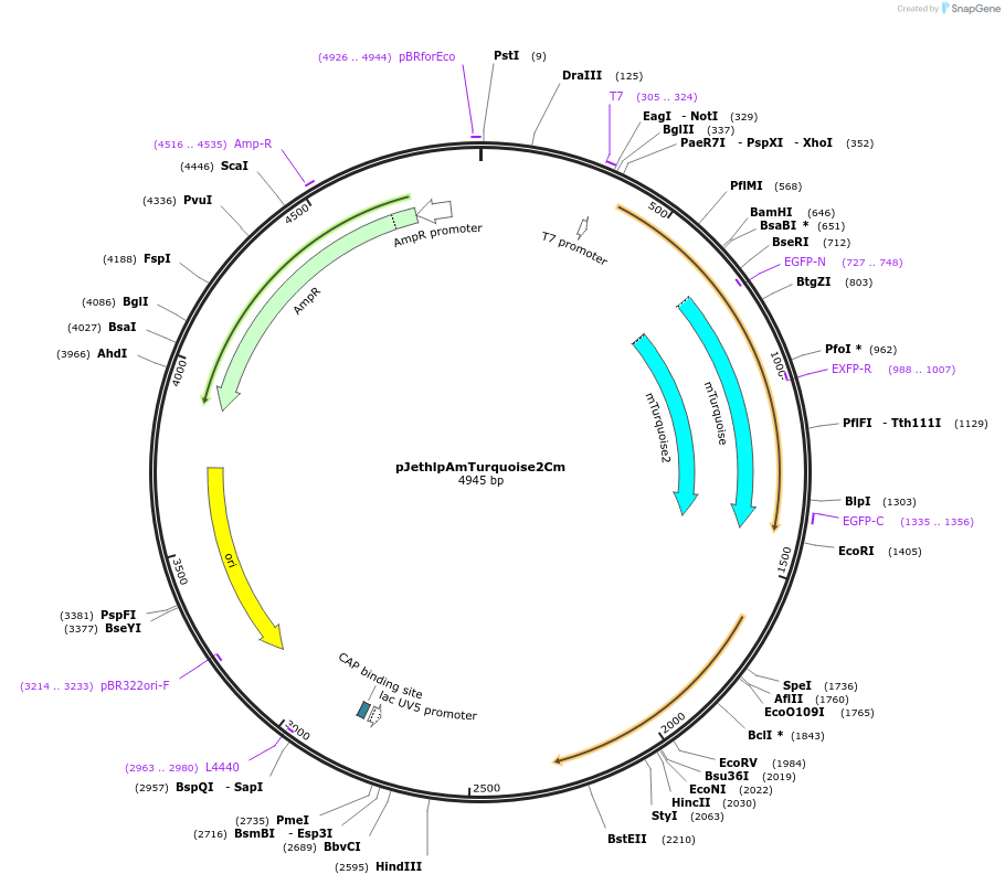 206822-plasmid-map-sequence-id-409938