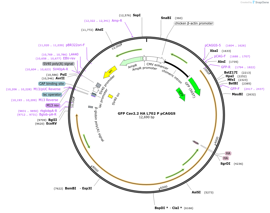 206055-plasmid-map-sequence-id-409940