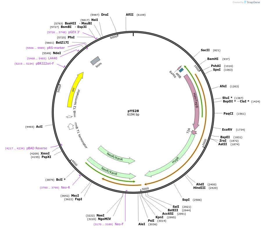 202085-plasmid-map-sequence-id-409948