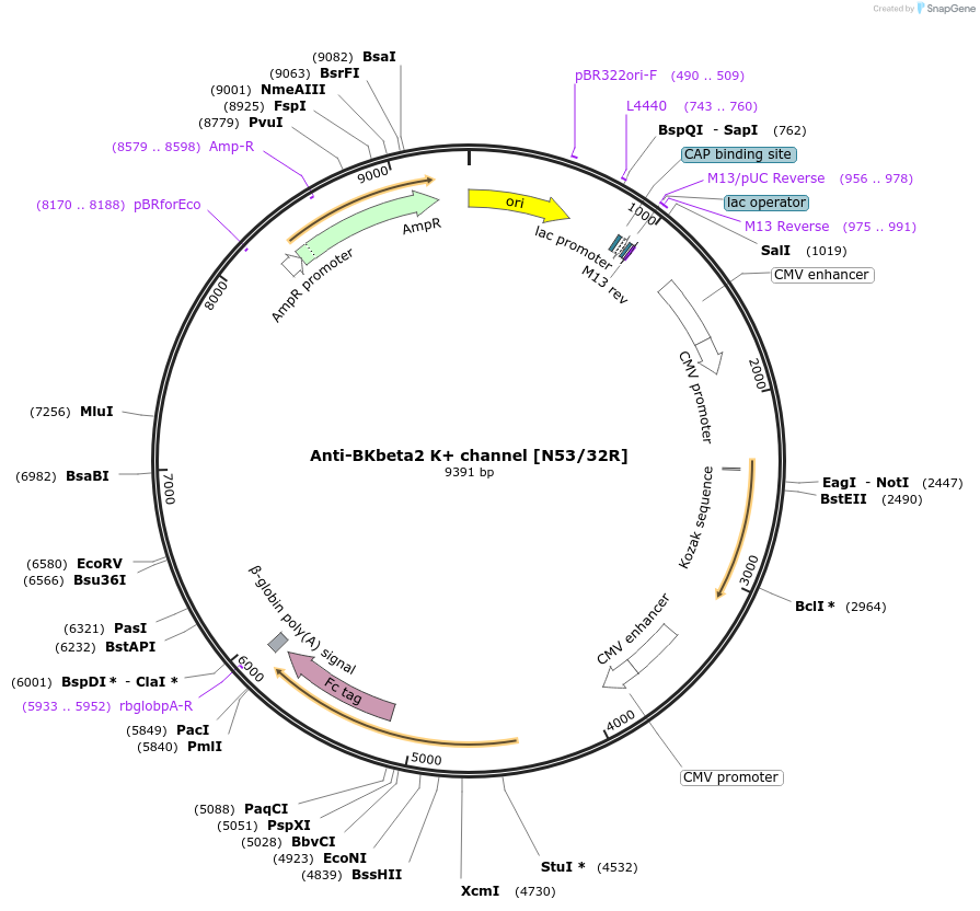 177561-plasmid-map-sequence-id-409970