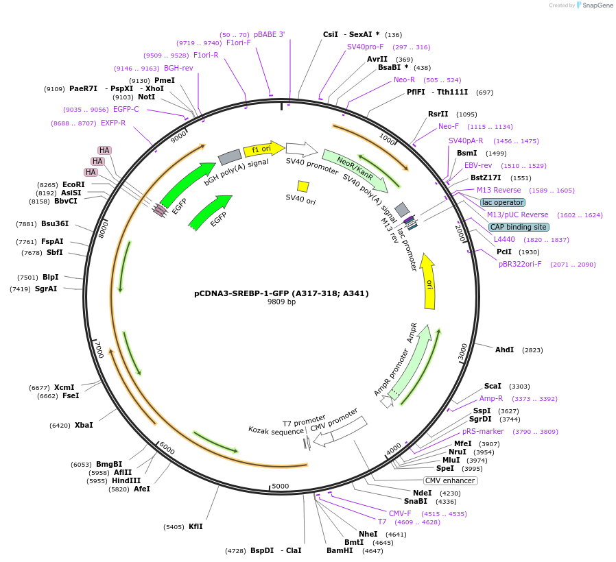 204198-plasmid-map-sequence-id-409982