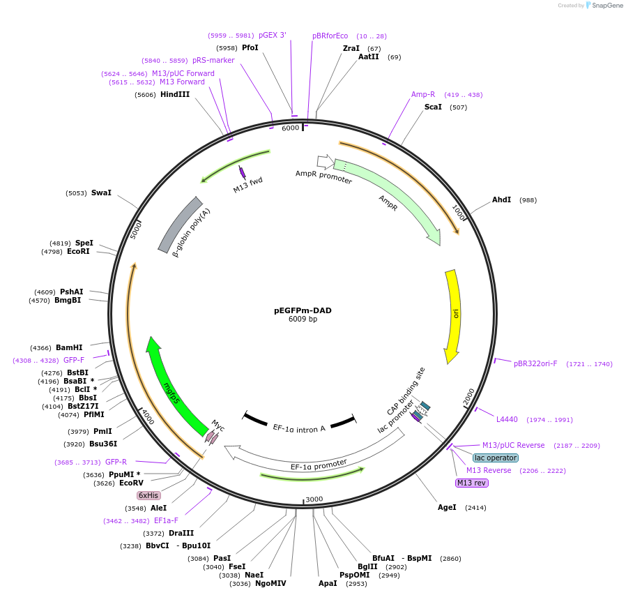 25410-plasmid-map-sequence-id-409983