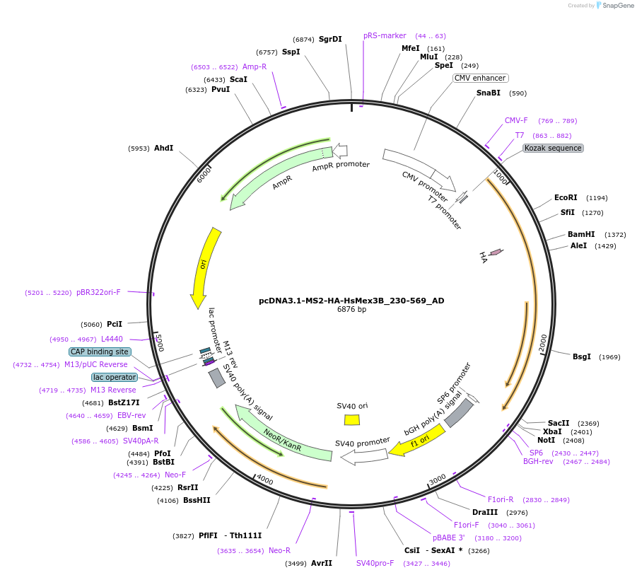 148480-plasmid-map-sequence-id-409988
