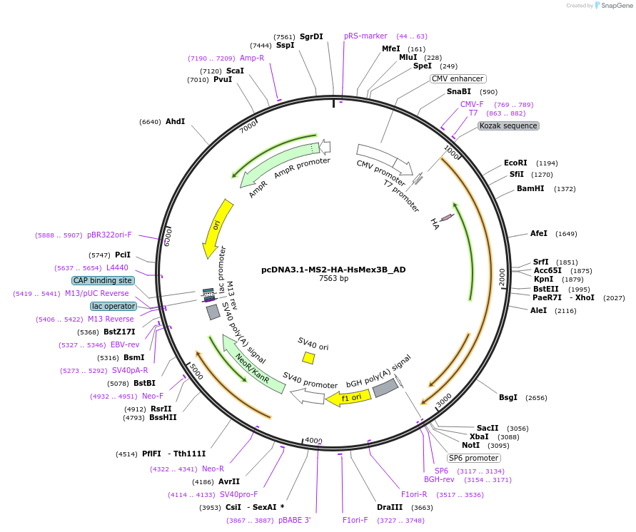 148478-plasmid-map-sequence-id-409989