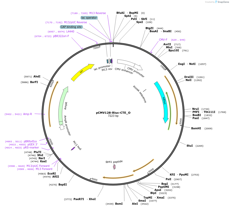147106-plasmid-map-sequence-id-409995