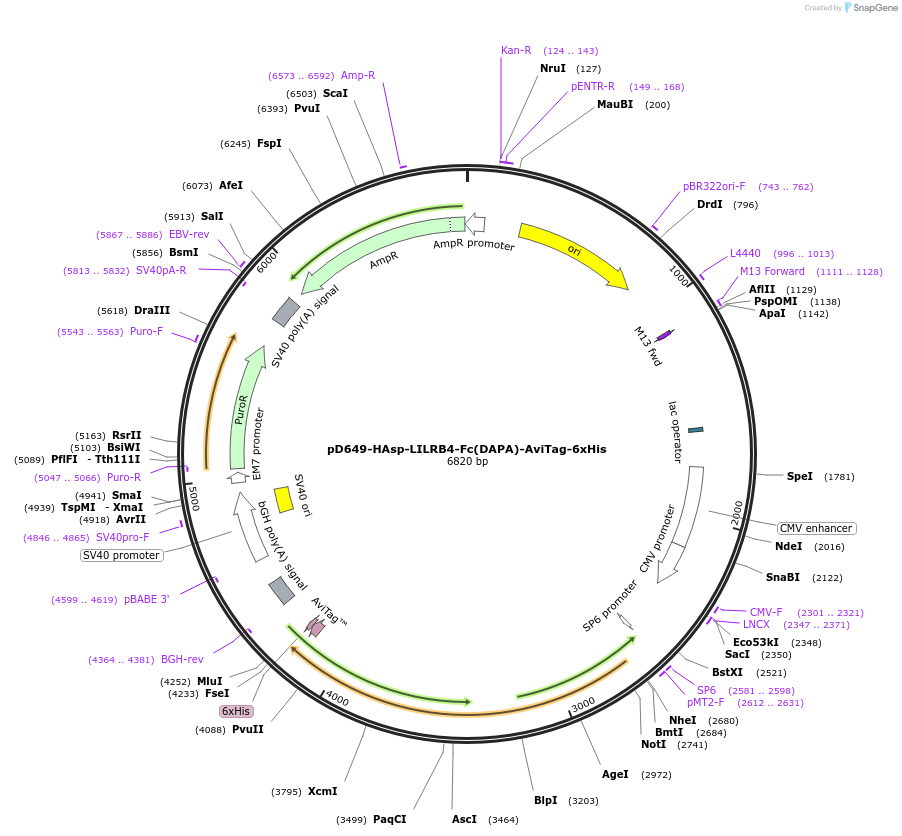 156692-plasmid-map-sequence-id-409999