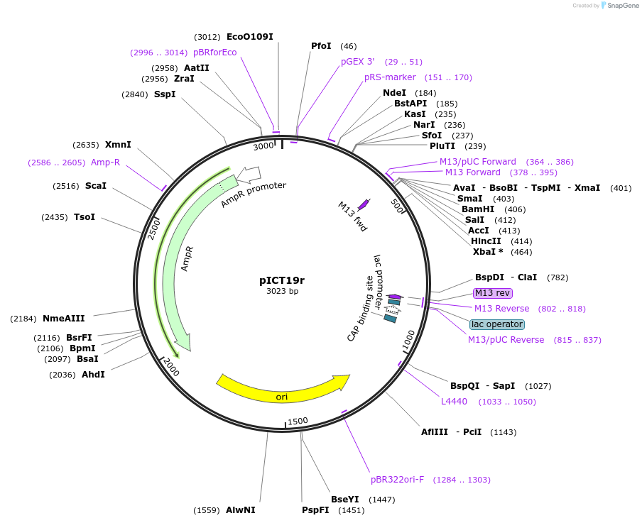 1430-plasmid-map-sequence-id-41
