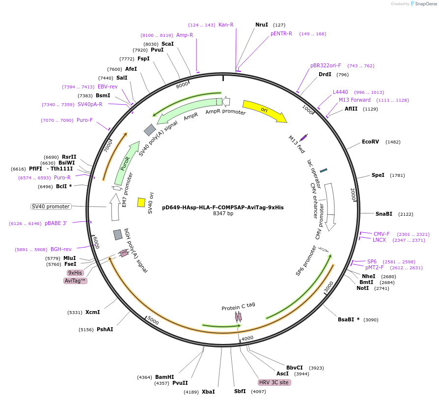 157398-plasmid-map-sequence-id-410008