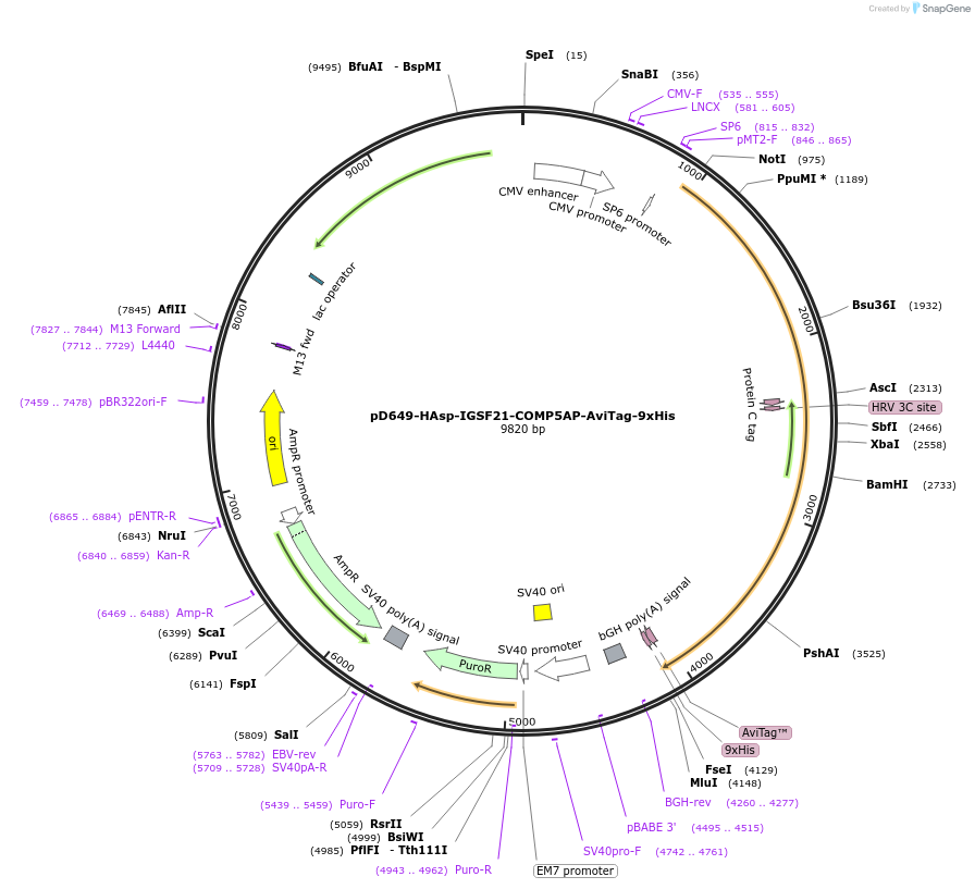 157429-plasmid-map-sequence-id-410014