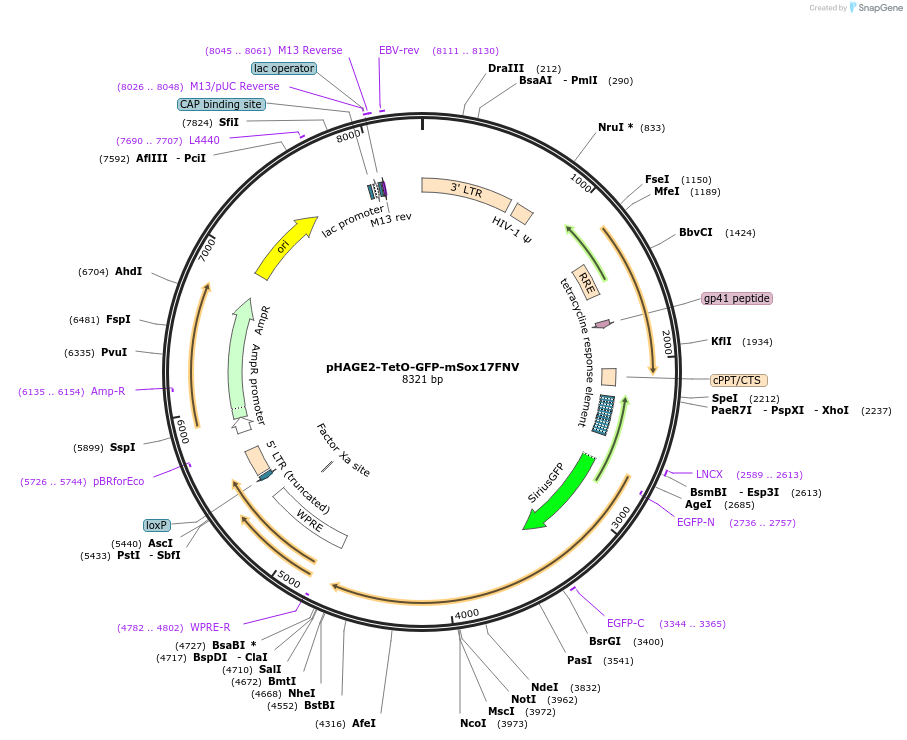206372-plasmid-map-sequence-id-410019