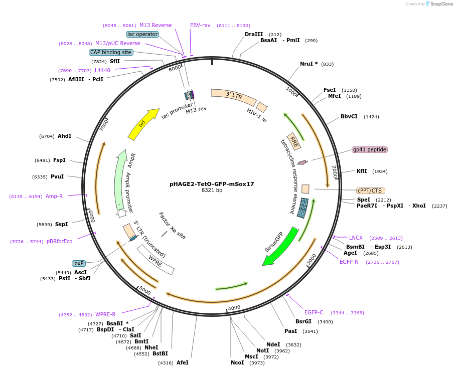 206373-plasmid-map-sequence-id-410020