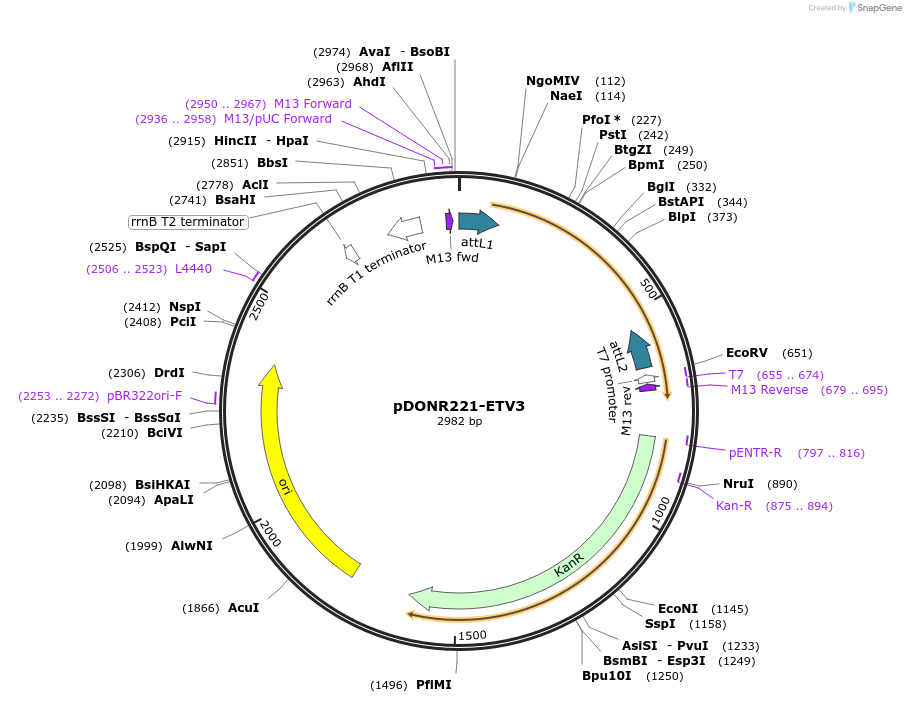 88804-plasmid-map-sequence-id-410021
