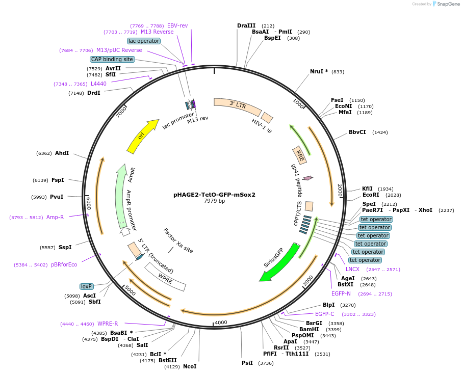 206374-plasmid-map-sequence-id-410022