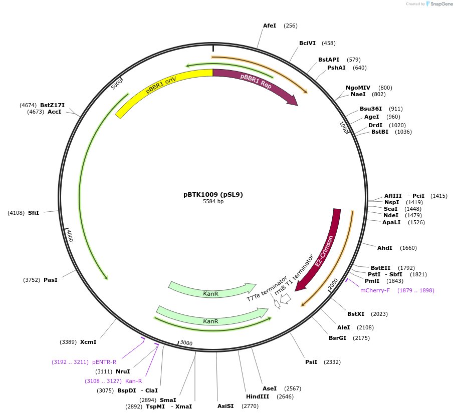 191004-plasmid-map-sequence-id-410025