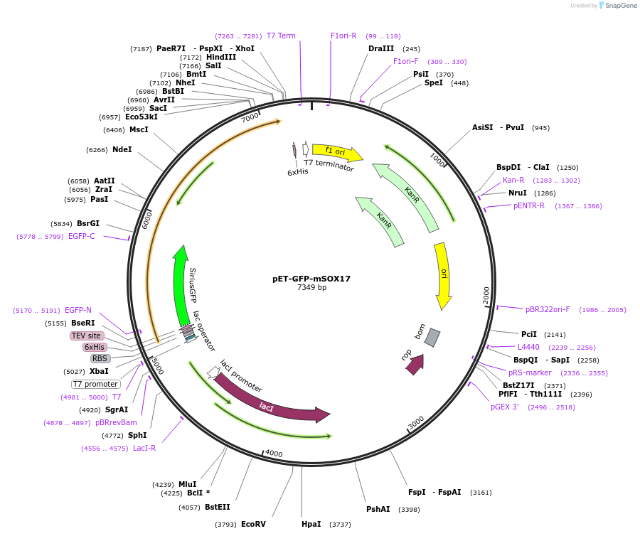 206379-plasmid-map-sequence-id-410028