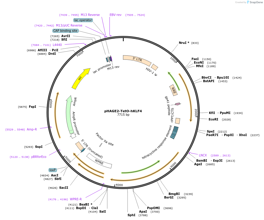 206386-plasmid-map-sequence-id-410034
