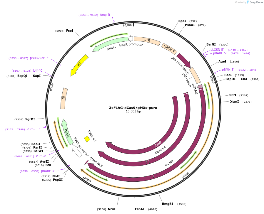 51240-plasmid-map-sequence-id-410075