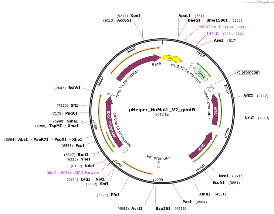 205293-plasmid-map-sequence-id-410127